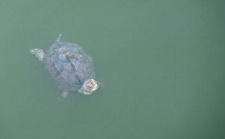 放生的時(shí)間和注意事項(xiàng),放生甲魚的注意事項(xiàng),放生注意事項(xiàng)放生地點(diǎn)