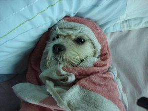 4個月小狗注意事項