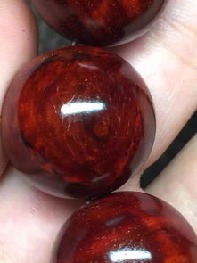 紫檀,小葉,注意事項(xiàng)