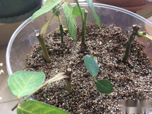 扦插,注意事項,佛座蓮