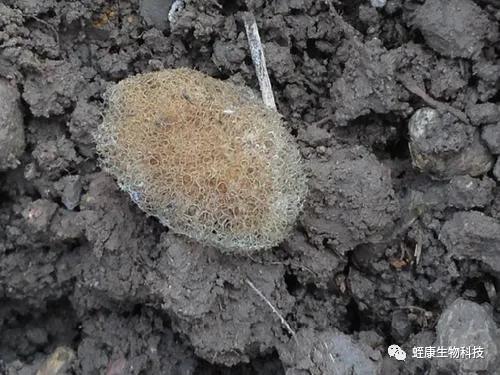 種蛭產(chǎn)繭注意事項(xiàng)