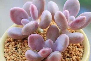 肉肉的繁殖方法和注意事項,肉肉的移栽方法和注意事項,肉肉冬季的養(yǎng)殖方法和注意事項