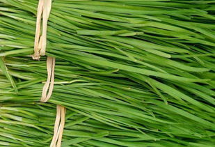 手工收割韭菜注意事項(xiàng)