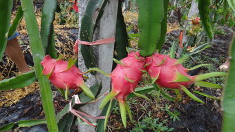 火龍果開花注意事項(xiàng)