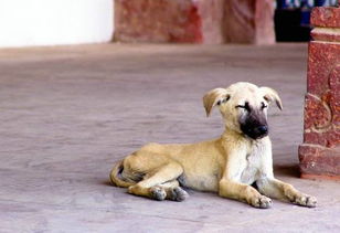養(yǎng)狗,注意事項,女性