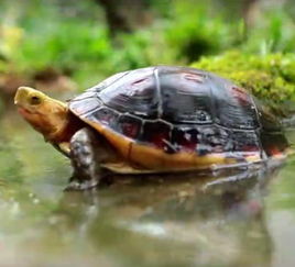 養(yǎng)殖養(yǎng)龜注意事項(xiàng)