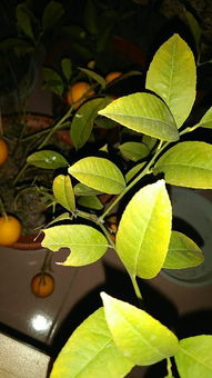 樹(shù)苗,芒果,移植,注意事項(xiàng)