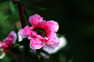 養(yǎng)殖,注意事項(xiàng),方法,葛蘭