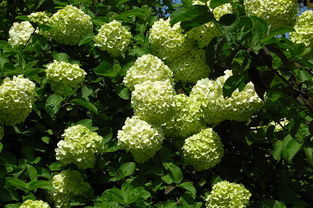 繡球小苗移栽注意事項,木本繡球修剪方法和注意事項,木本繡球幾月移栽