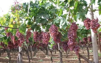 冬天移栽葡萄樹注意事項(xiàng),移栽葡萄樹的注意事項(xiàng),葡萄樹養(yǎng)護(hù)注意事項(xiàng)