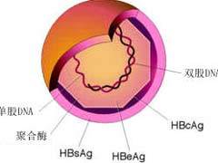 乙肝肝功能不正常注意事項(xiàng)
