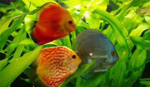 注意事項,海水魚