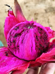 火龍果的注意事項(xiàng),火龍果食用注意事項(xiàng),火龍果種植注意事項(xiàng)