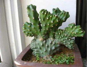 麒麟掌的繁殖方法注意事項(xiàng),彩色麒麟掌的養(yǎng)殖方法和注意事項(xiàng),花卉麒麟掌的養(yǎng)殖方法和注意事項(xiàng)