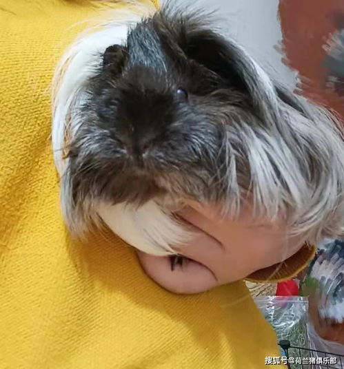 豚鼠,要注意,懷孕,事項(xiàng)