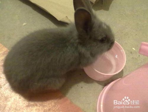 兔子絕育前注意事項(xiàng)