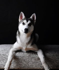 哈士奇幼犬飼養(yǎng)注意事項(xiàng),哈士奇喂養(yǎng)注意事項(xiàng),購(gòu)買哈士奇注意事項(xiàng)