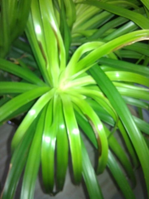 金邊,養(yǎng)殖,注意事項,方法