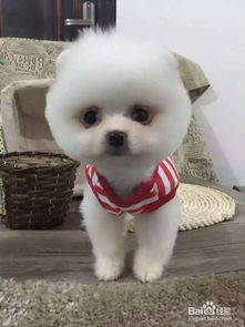 養(yǎng)小狗的注意事項(xiàng),養(yǎng)一個(gè)月的小狗注意事項(xiàng),養(yǎng)小狗崽的注意事項(xiàng)