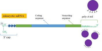 mrna提取注意事項(xiàng)