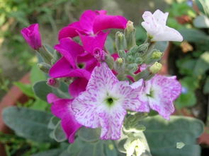 給洋地黃前需注意事項(xiàng)