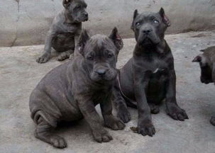 飼養(yǎng),卡斯,注意事項(xiàng)