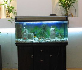 家用魚缸養(yǎng)魚注意事項