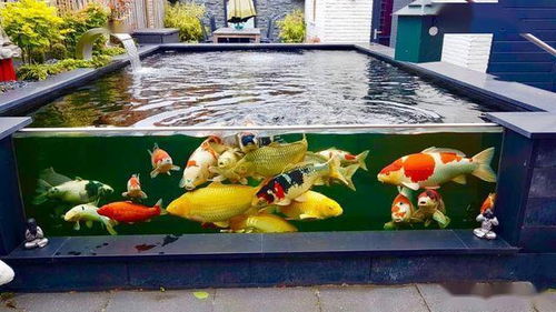 草缸養(yǎng)錦鯉的注意事項?,小缸養(yǎng)錦鯉的注意事項,冬季缸養(yǎng)錦鯉注意事項