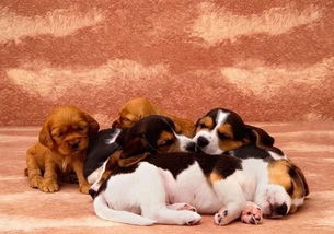 小狗來月經(jīng)注意事項