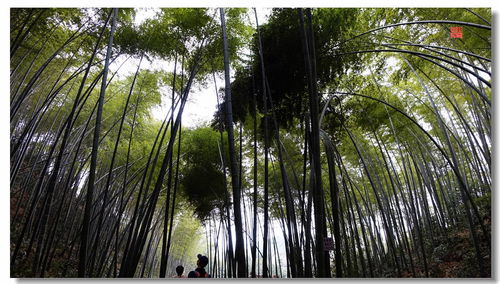茶山竹海游玩攻略,茶山竹海游玩時(shí)間,茶山竹海游玩需要多長(zhǎng)時(shí)間