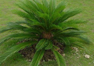 蘇鐵的養(yǎng)殖方法和注意事項(xiàng)