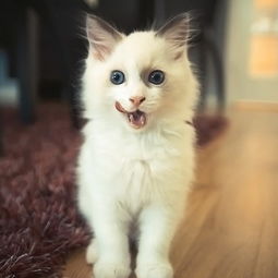 冰箱清潔以及使用的注意事項(xiàng),面部清潔后注意事項(xiàng),玻璃的清潔流程及注意事項(xiàng)