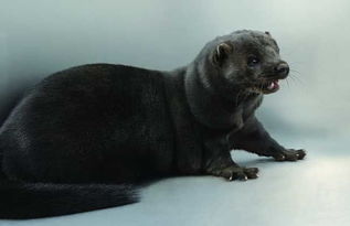 水貂,交配,注意事項(xiàng)