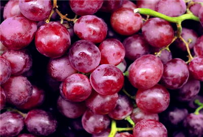 種植葡萄注意事項(xiàng),葡萄養(yǎng)殖方法和注意事項(xiàng),葡萄移植后注意事項(xiàng)