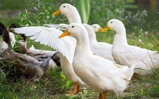 養(yǎng)殖,注意事項