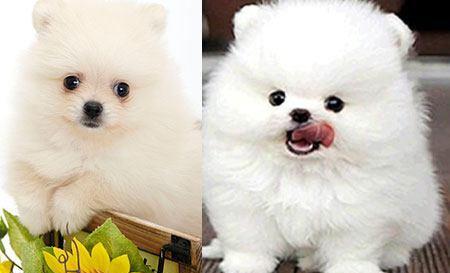 注意事項(xiàng),博美犬