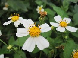 鬼針草,注意事項