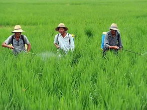 施用芐嘧磺隆注意事項(xiàng)