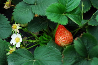 草莓苗澆水注意事項,冬季草莓澆水注意事項,盆栽草莓澆水注意事項