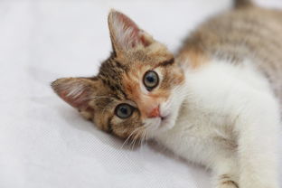 寵物貓飼養(yǎng)注意事項(xiàng)