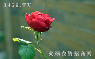 小玫瑰花冬天怎么養(yǎng)殖方法和注意事項