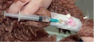 使用套管針進行輸液時的注意事項