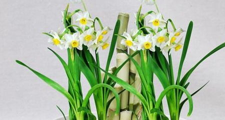 洋水仙的養(yǎng)殖方法和注意事項,繡球花冬季的養(yǎng)殖方法和注意事項,君子蘭冬季的養(yǎng)殖方法和注意事項