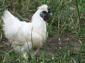 烏雞喂養(yǎng)注意事項(xiàng)