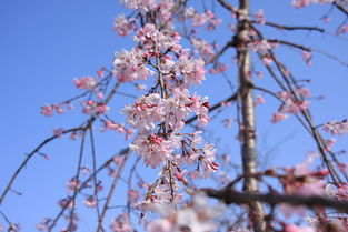 與日本人談判時的注意事項(xiàng),美國人和日本人做生意注意事項(xiàng),拜訪日本人的注意事項(xiàng)