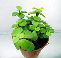 蘭花的養(yǎng)殖方法和注意事項,梅花養(yǎng)植注意事項,虎皮蘭養(yǎng)植注意事項