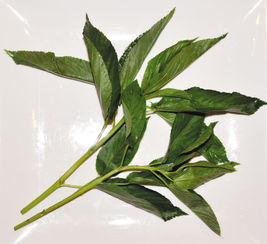 吃麻葉注意事項