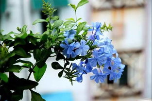 藍雪花的養(yǎng)殖方法和注意事項