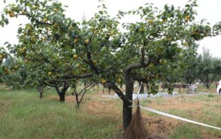 給果樹打藥的注意事項