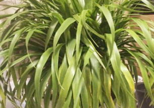 金邊龍血樹的養(yǎng)殖方法和注意事項,龍血樹的養(yǎng)殖方法和注意事項,海南龍血樹的養(yǎng)殖方法和注意事項